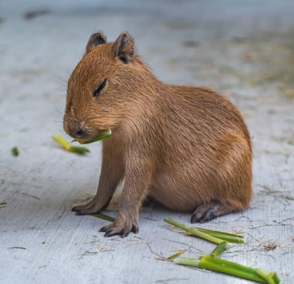 Male Boma - Image 2