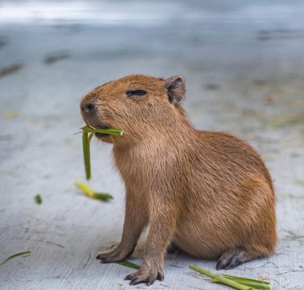 Male Boma - Image 3