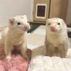 Pair Haily & Eddie - Image 2