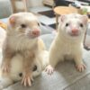 Pair Haily & Eddie - Image 9