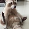 Female Olive - Image 6