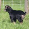 Male Sam - Image 6